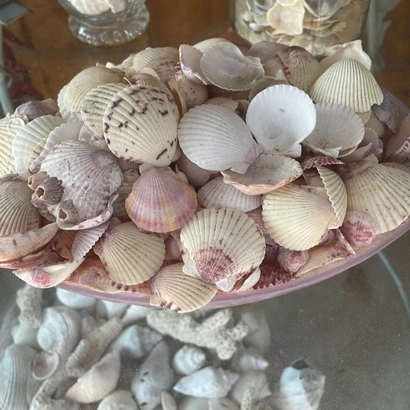 Beautiful shells - Picture 3 of 3